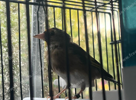 Goldfinch Cock 2026 BBC 7 months old
