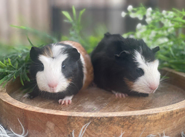 Baby male guinea pig