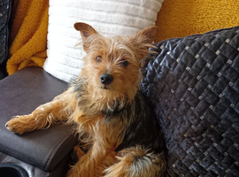 Yorkshire terrier cross dashound cross jack russel