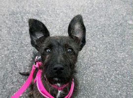 Little miss penny