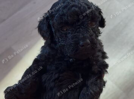 Stunning Maltipoo puppies