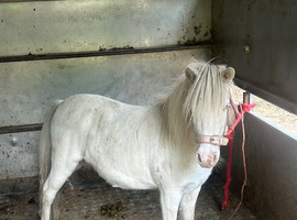 Miniature few spot mare riding
