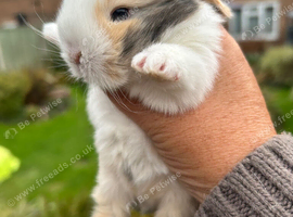 READY TO RESERVE Stunning Mini Lop Bunnies