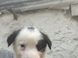 Collie pups from working parents