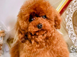 Asian Toy Poodle x Mini-Wire dachshund puppies