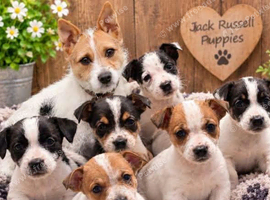 Litter of Jack Russell's pups
