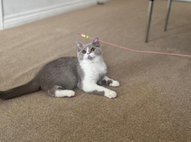 Bicolour british shorthair