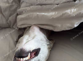 3 year old female whippet first time breeding