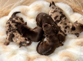 Beautiful Choco & Choco Merle Puppies Available