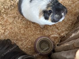 Pair of male guinea pigs
