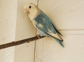 Lovebird for sale