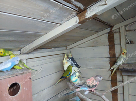 Selling up, various birds