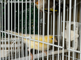 Siberian goldfinch Beautiful muling pair