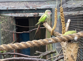 Princess of Wales Parakeet