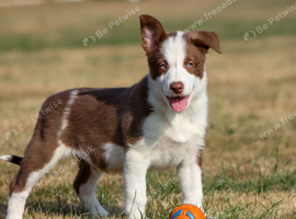 Ready to Leave - Red and White Pedigree Collie Pups