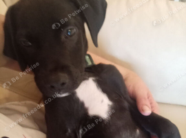 Beautiful 8 week old male Springer cross frenchie pup