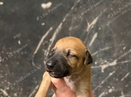 Outstanding Working-Bred Whippet Lurcher Puppies