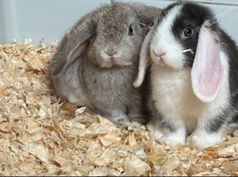 2 mini lops ready to leave now