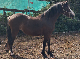 REGISTERED WELSH SECTION A MARE