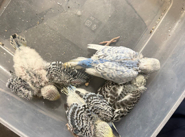 Budgie babies