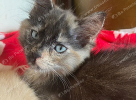 Tortoiseshell female semi long haired kittens