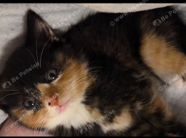 Kitten for sale