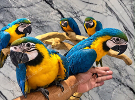 Friendly Baby HandReared Super Tame Cuddly Blue & Gold Macaw Parrot 11