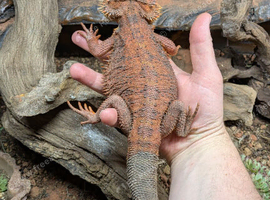 Red Male Bearded Dragon for sale