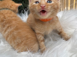 BEAUTIFUL GINGER AND GREY TABBY KITTENS TO RESERVE