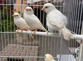 Quality Young Canaries for Sale &ndash; Proven Breeding Strain