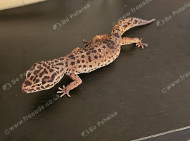 2 Female Leopard Geckos for Sale