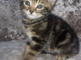 kittens looking for new home