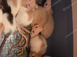23 FEMALE RATS