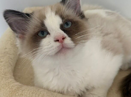 Ragdoll kittens available (2 boys)/TICA registered