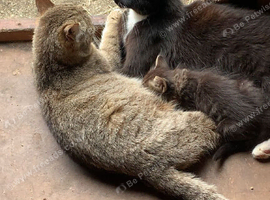 Kittens for sale