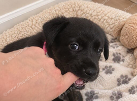 Beautiful borador puppies