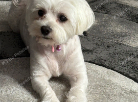 for sale maltese puppies