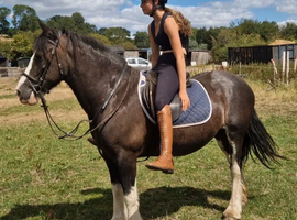 Super family cob