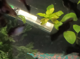 Molly's  for sale