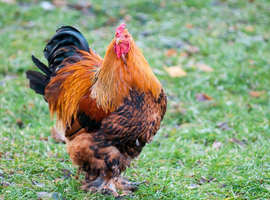 Braa rooster