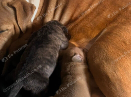 Mastiff/American bulldog