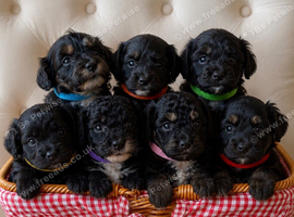 Beautiful family reared cockapoo pups