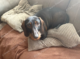 Daschound