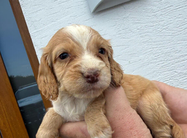 Cocker spaniel puppies