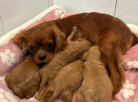 Cavapoo puppies F1
