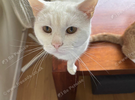 Beautiful white cat and ginger cat for rehoming