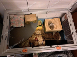 Female syrian hamster