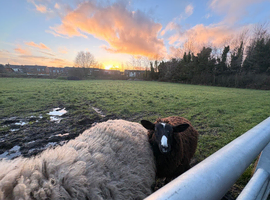 Pet/Breeding Sheep for sale