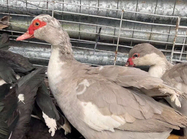 Muscovy