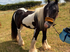 13.1h piebald cob